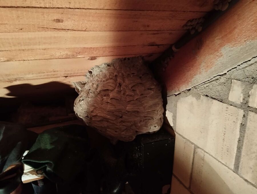 Relocate bees & remove bee nest