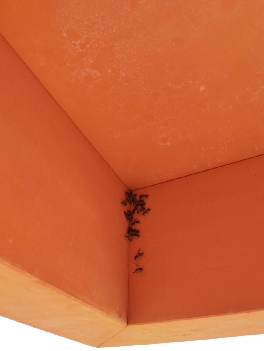 Relocate bees & remove bee nest