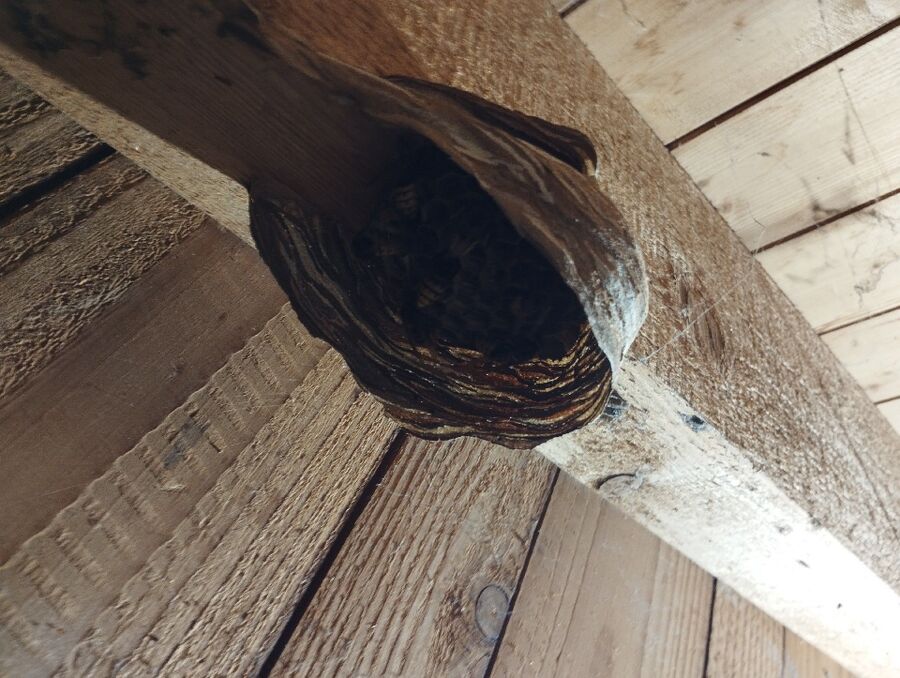 Bee nest at the house remove