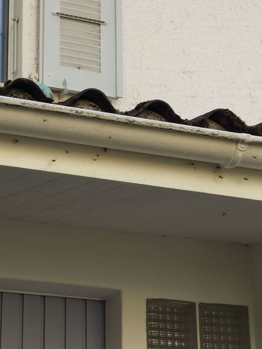 Bee nest at the house remove