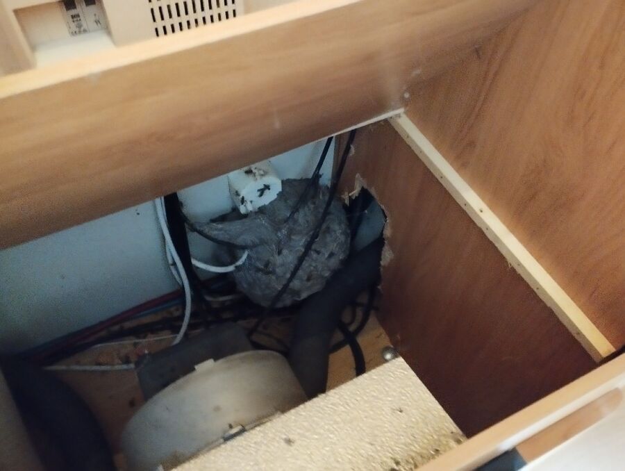 Bee nest at the house remove