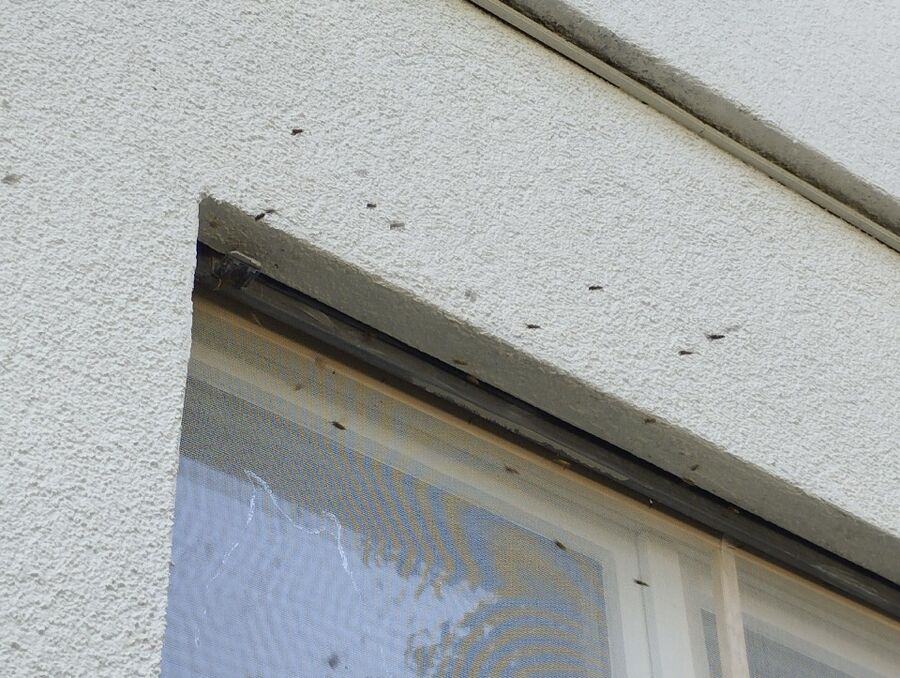 Relocate bees & remove bee nest