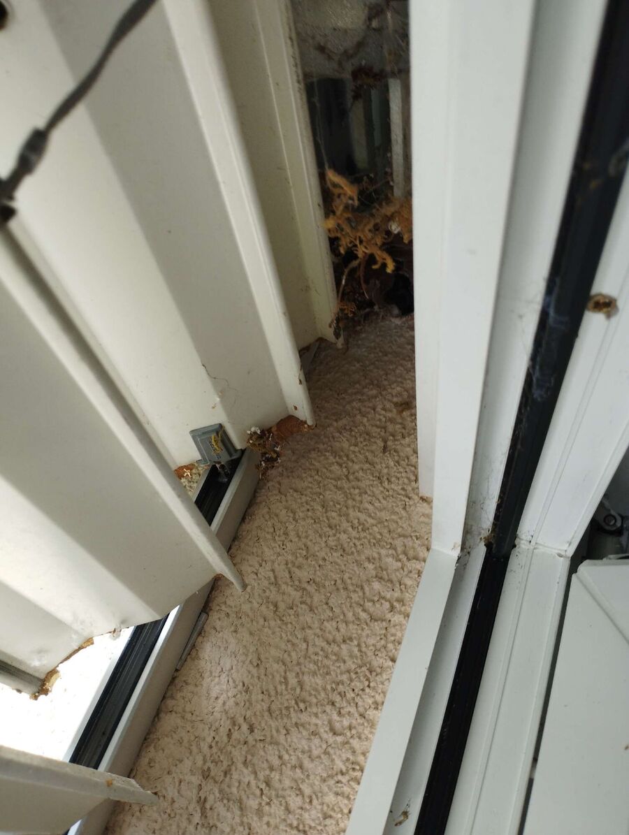 Relocate bees & remove bee nest