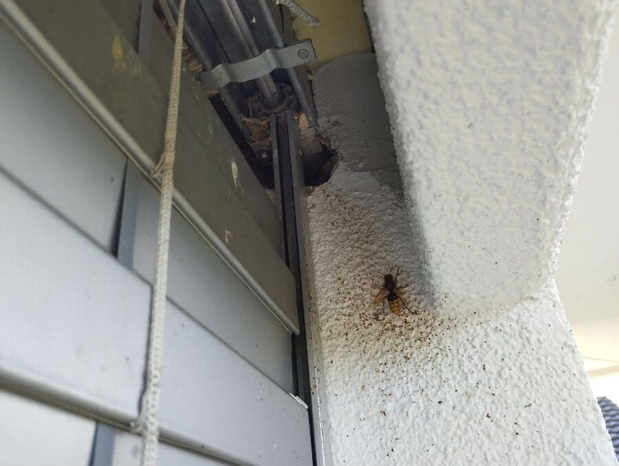 Bee nest at the house remove