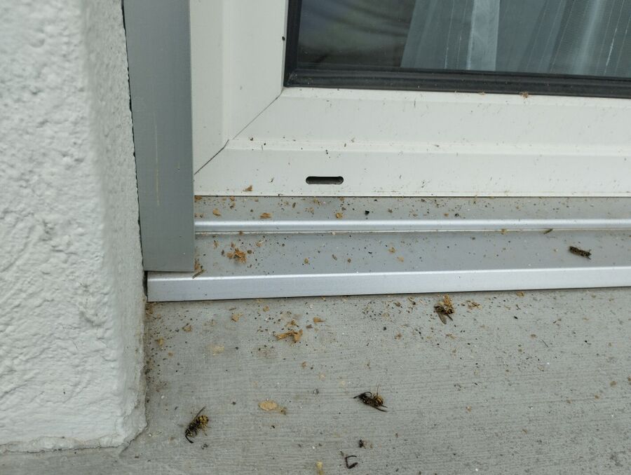 Bee nest at the house remove