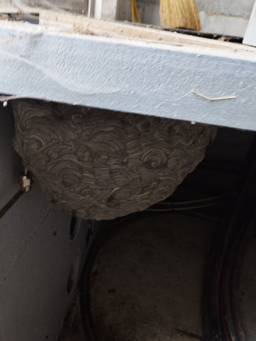 Bee nest at the house remove