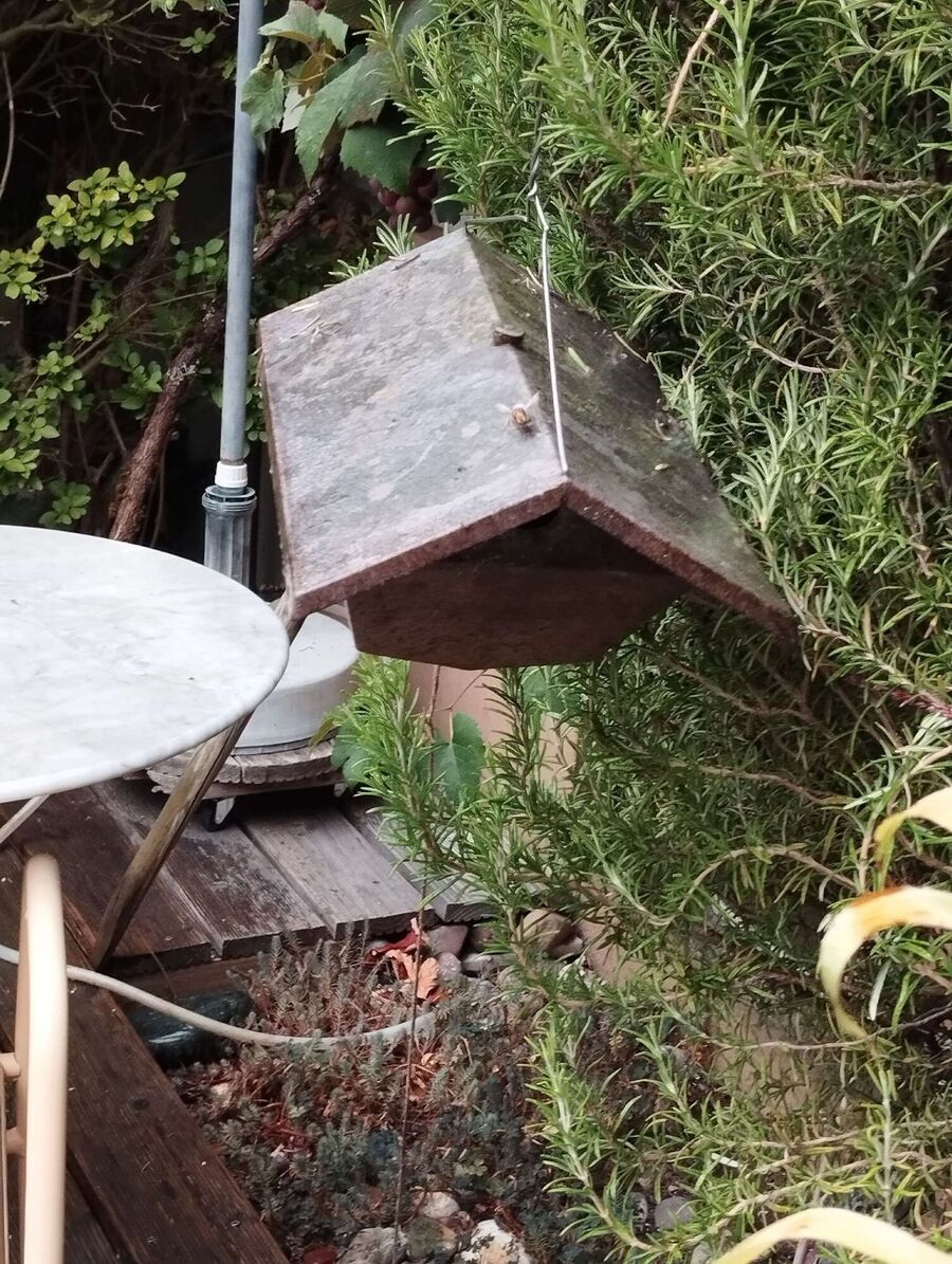 Bee nest at the house remove