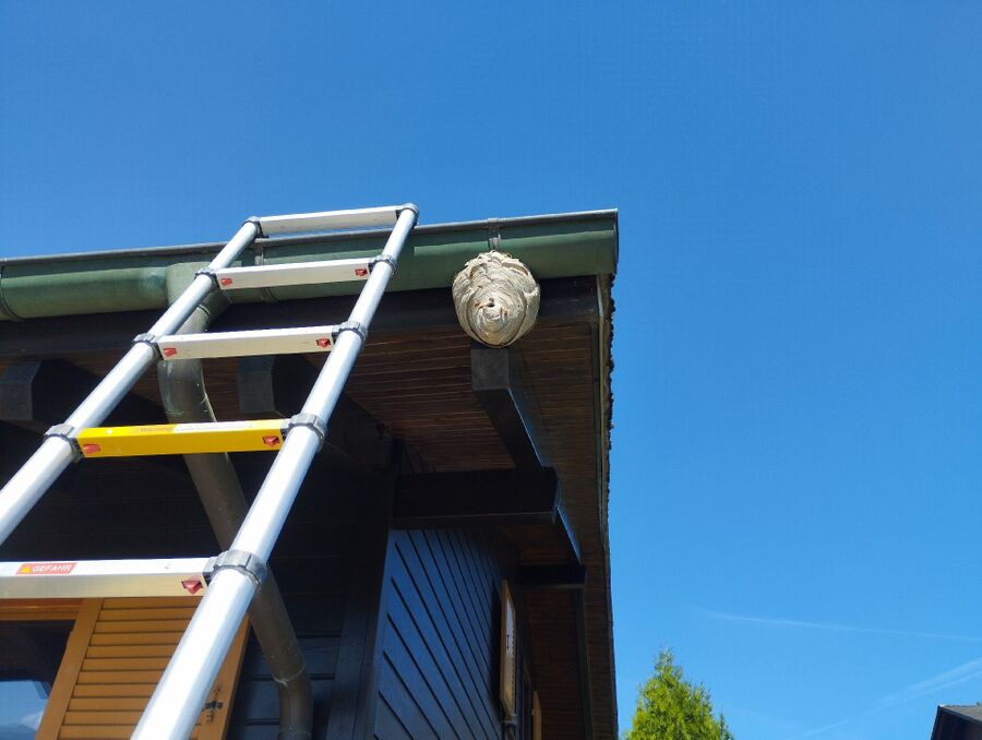 Relocate bees & remove bee nest