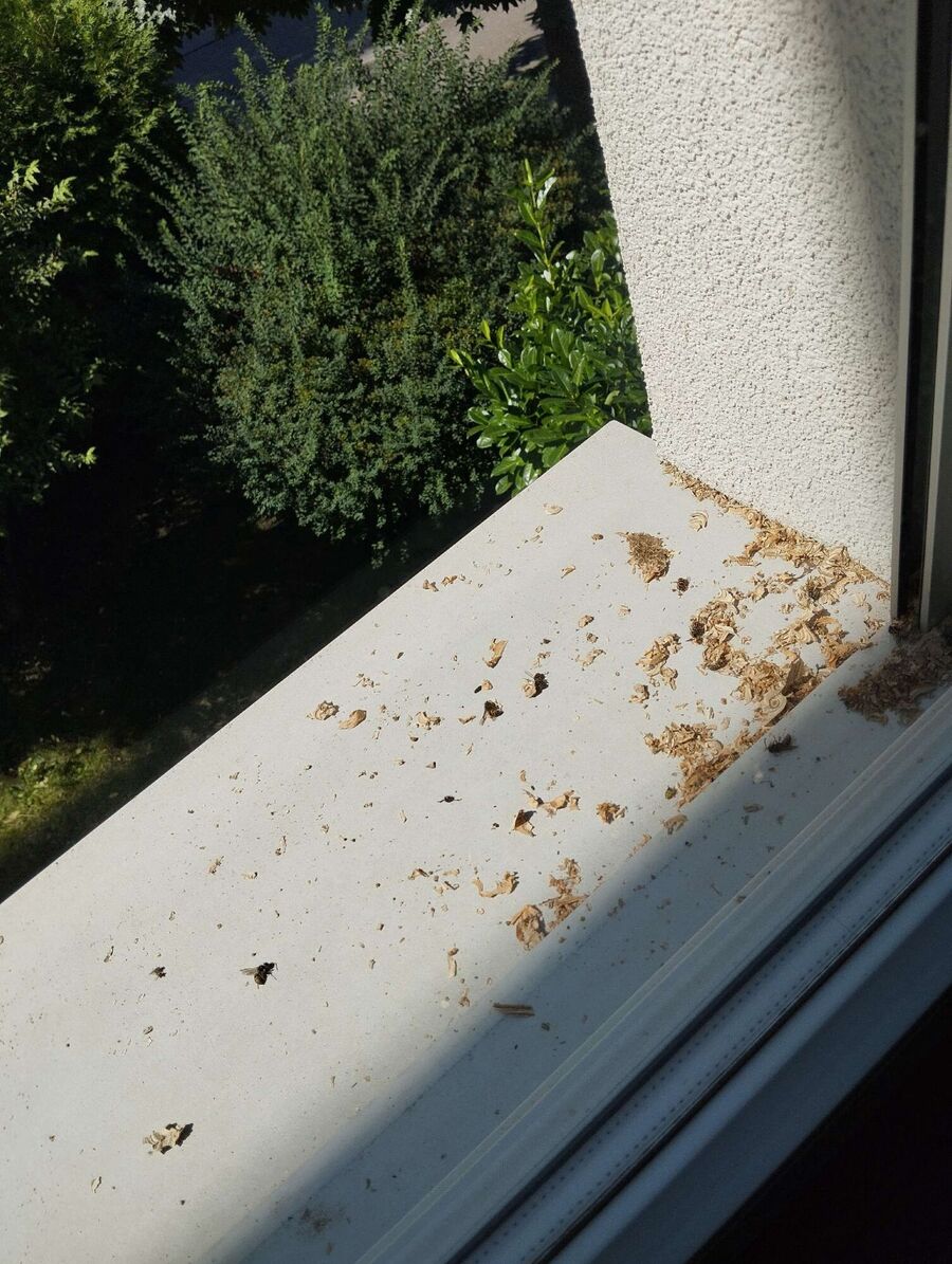Bee nest at the house remove