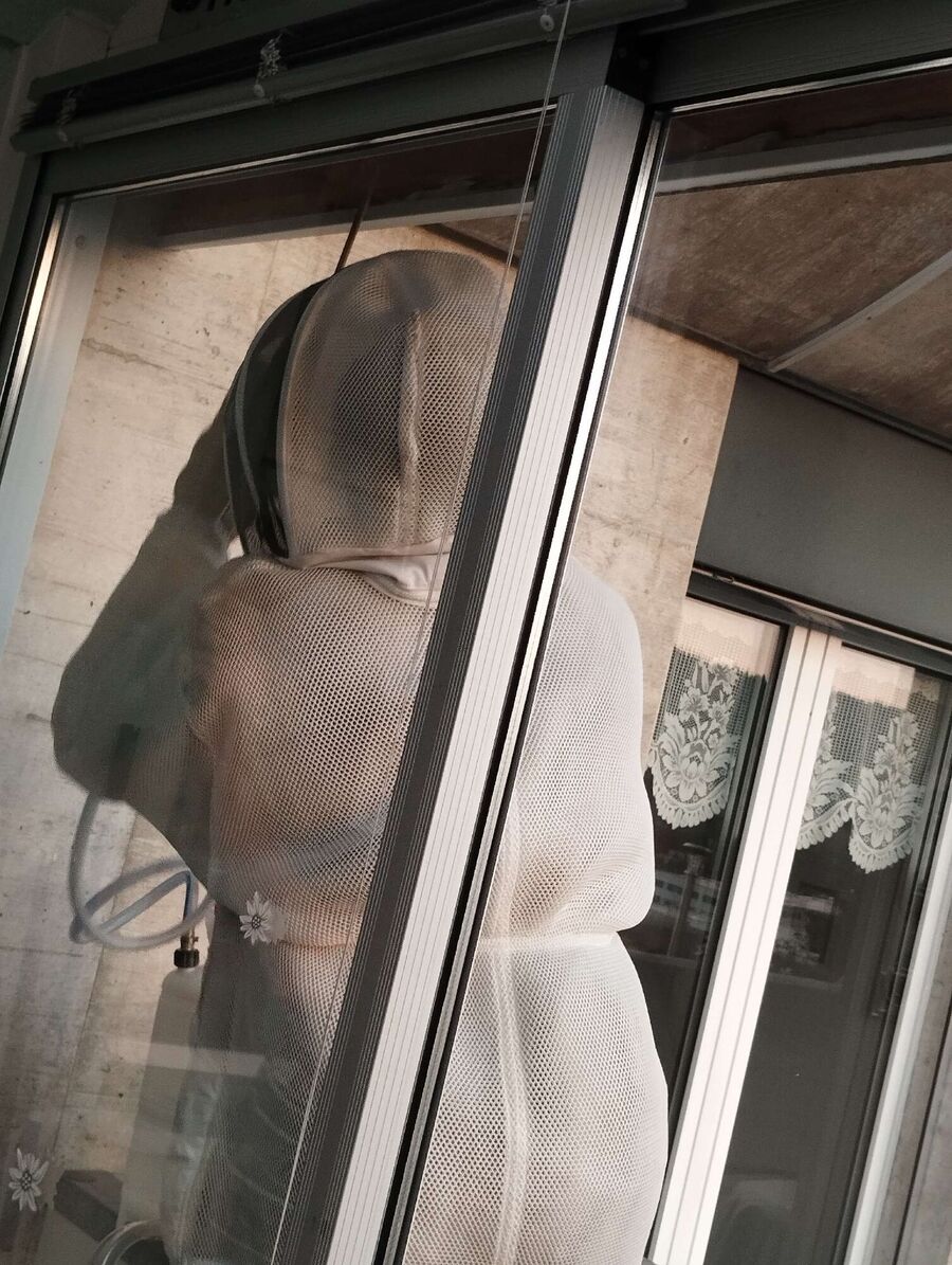 Relocate bees & remove bee nest