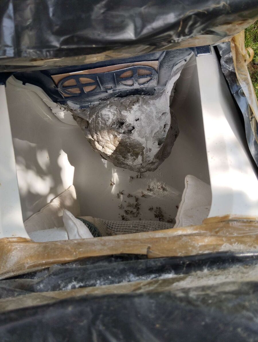 Bee nest at the house remove