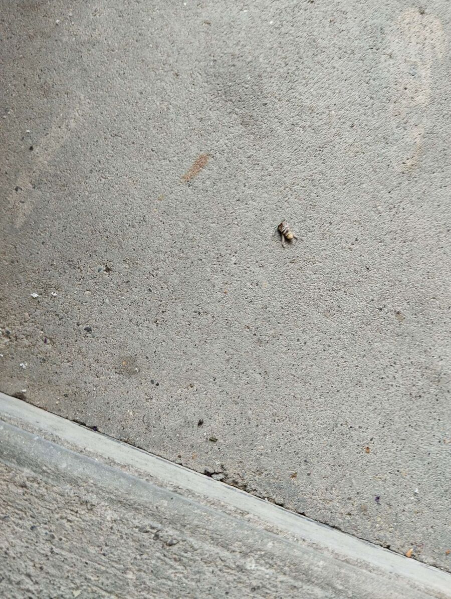 Relocate bees & remove bee nest