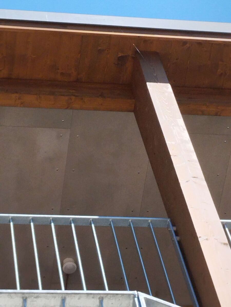 Relocate bees & remove bee nest