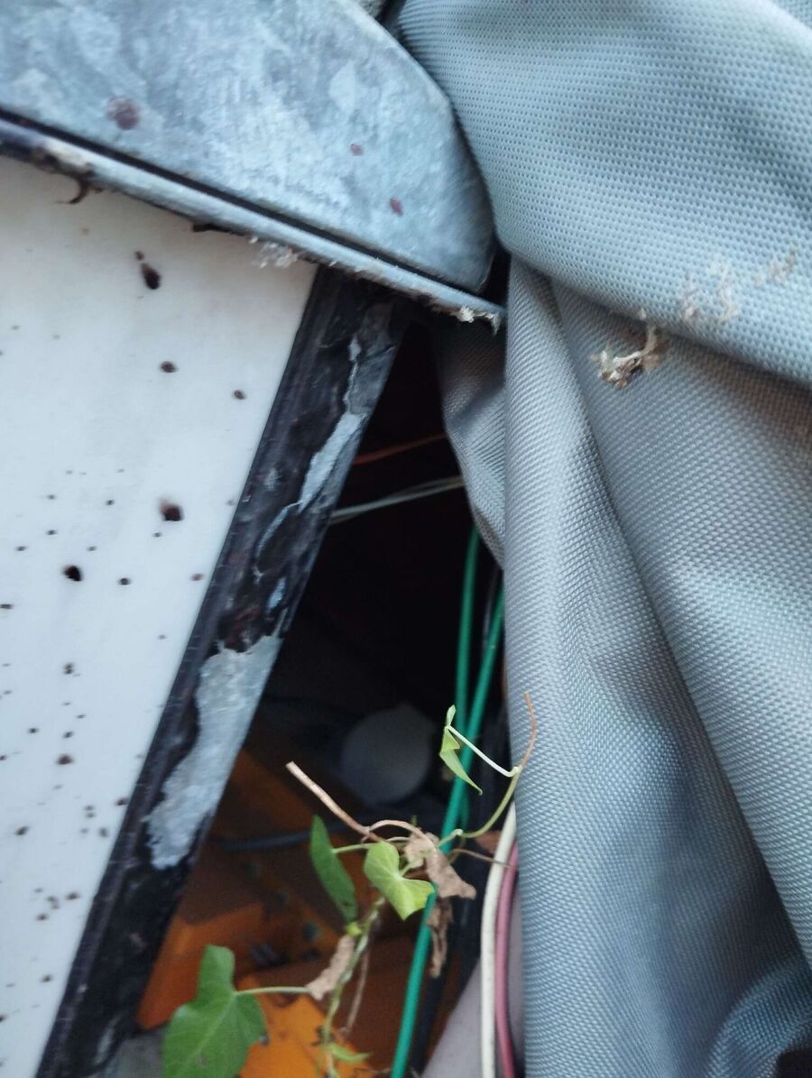 Bee nest at the house remove