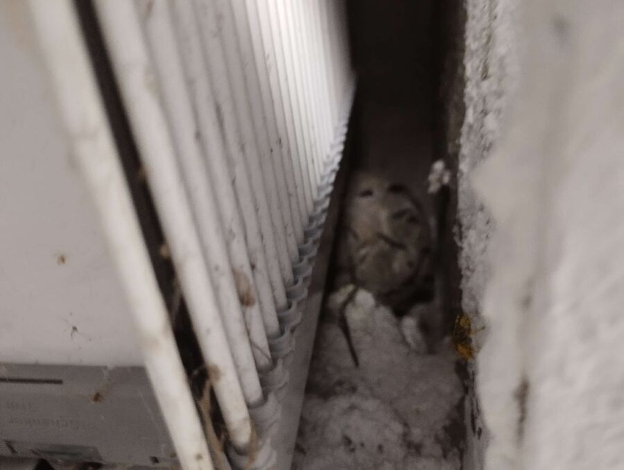 Relocate bees & remove bee nest