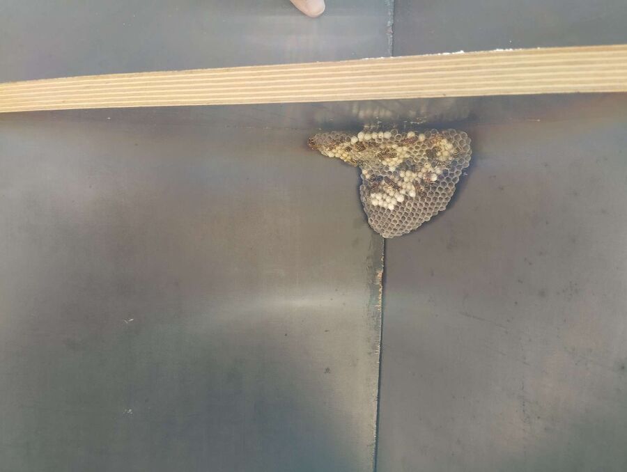 Bee nest at the house remove