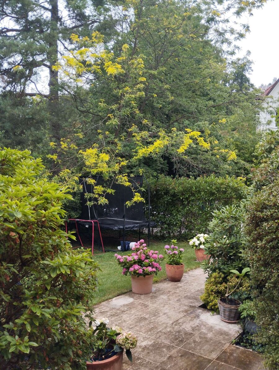 Bee nest at the house remove