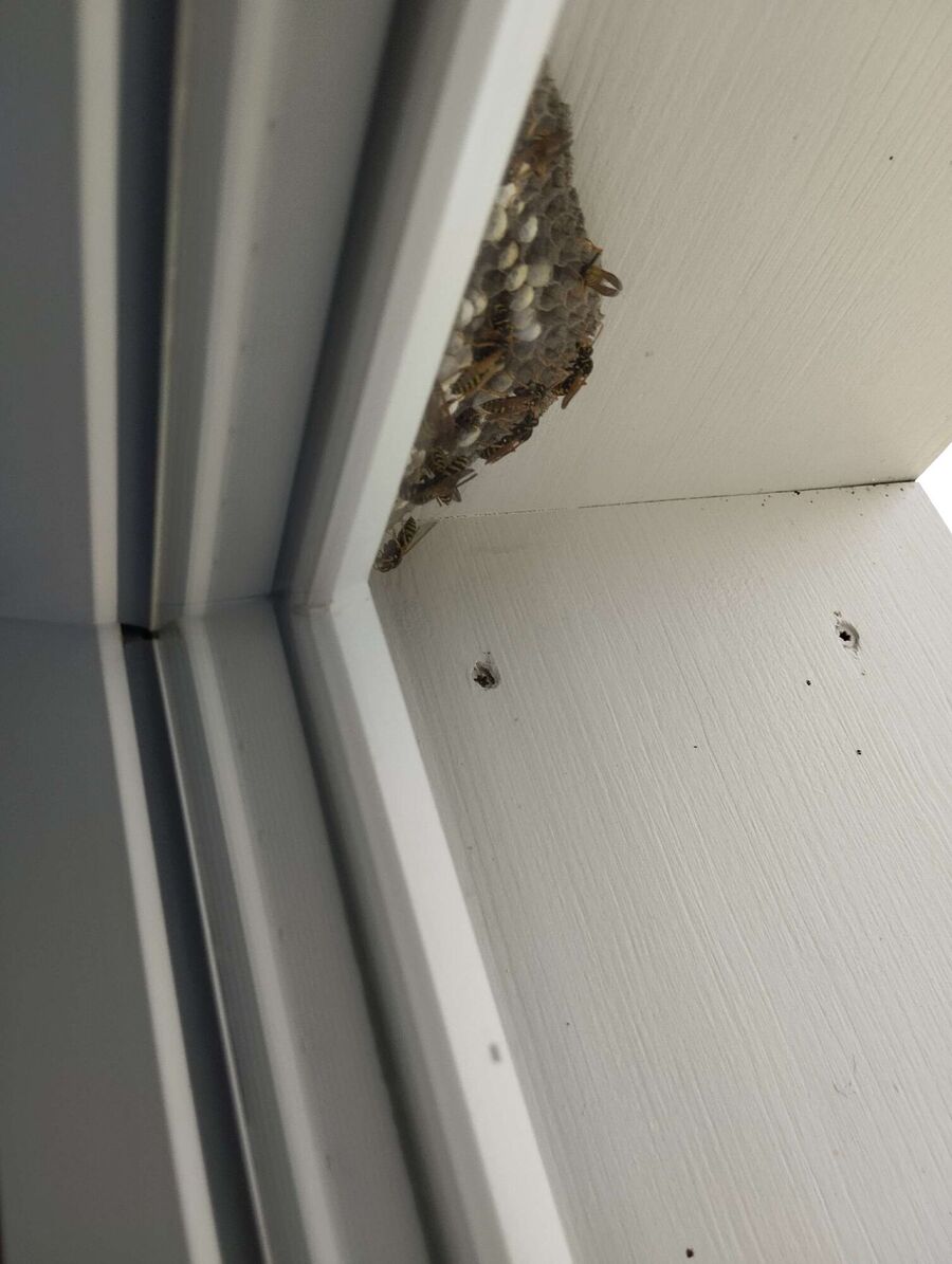 Relocate bees & remove bee nest