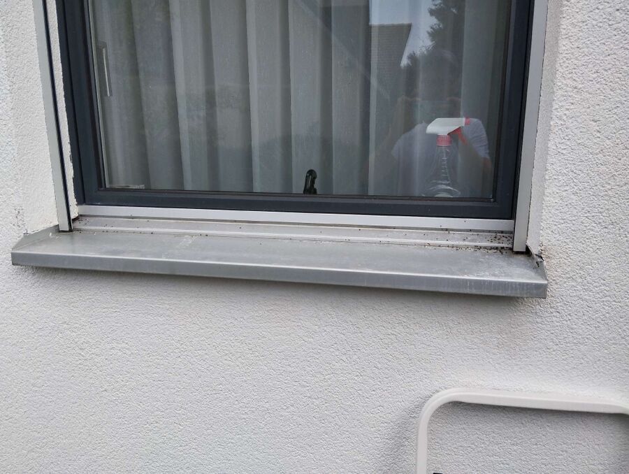 Bee nest at the house remove