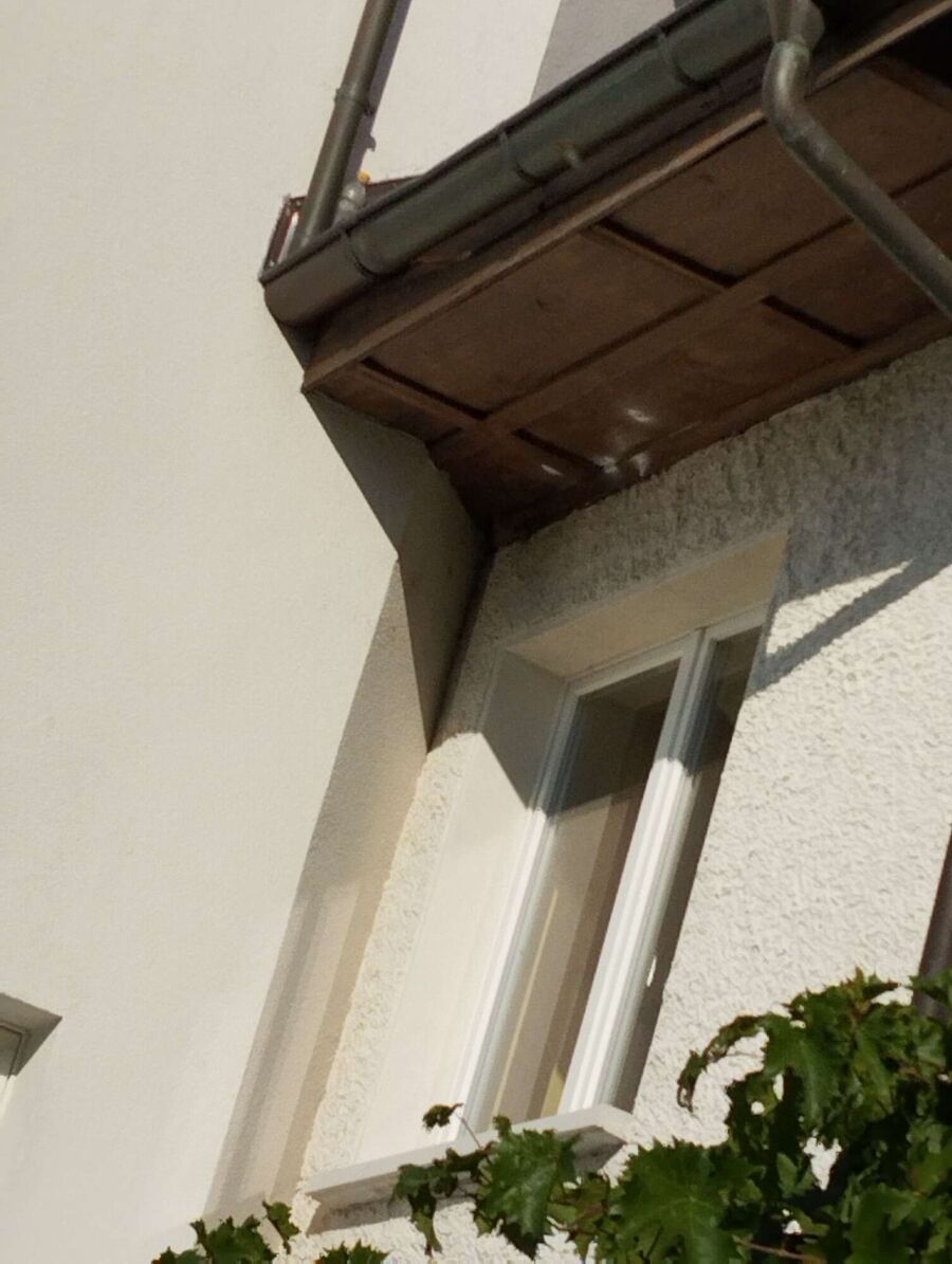 Relocate bees & remove bee nest