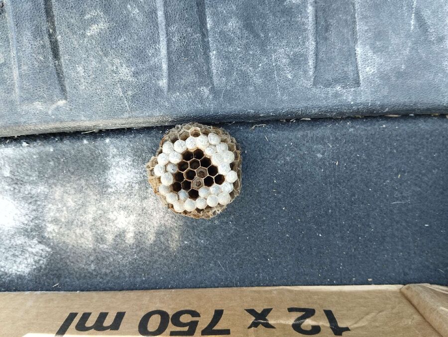 Bee nest at the house remove