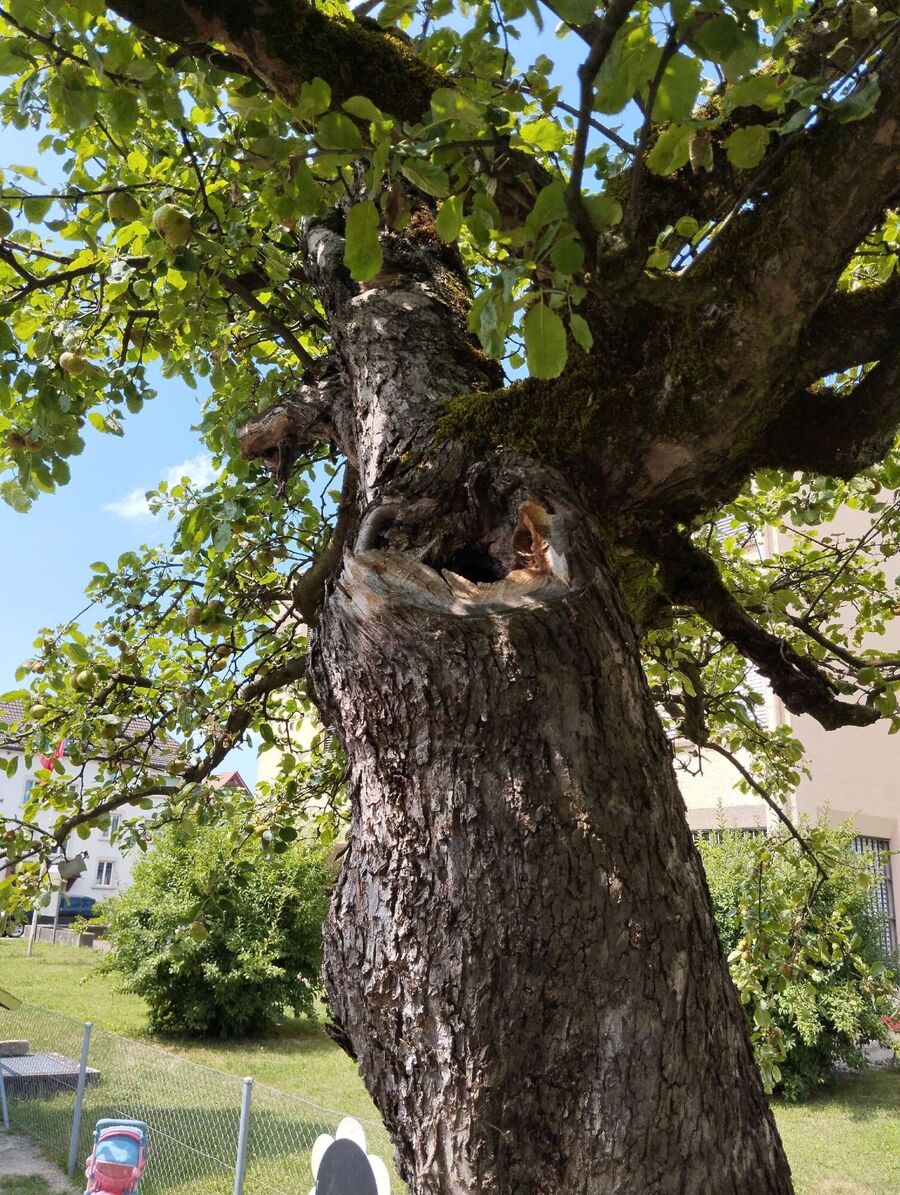 Bee nest at the house remove
