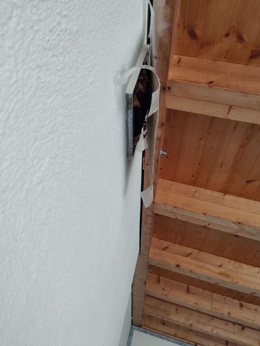 Relocate bees & remove bee nest