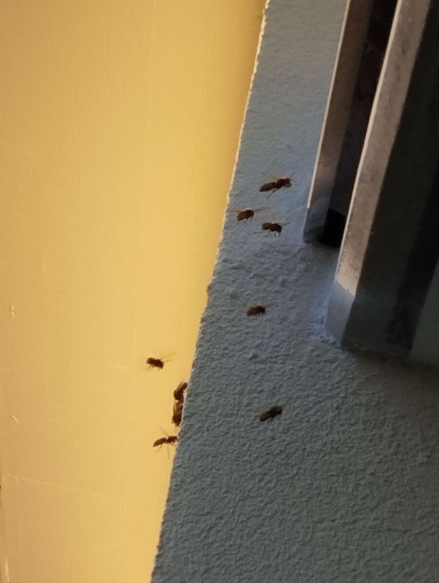 Bee nest at the house remove