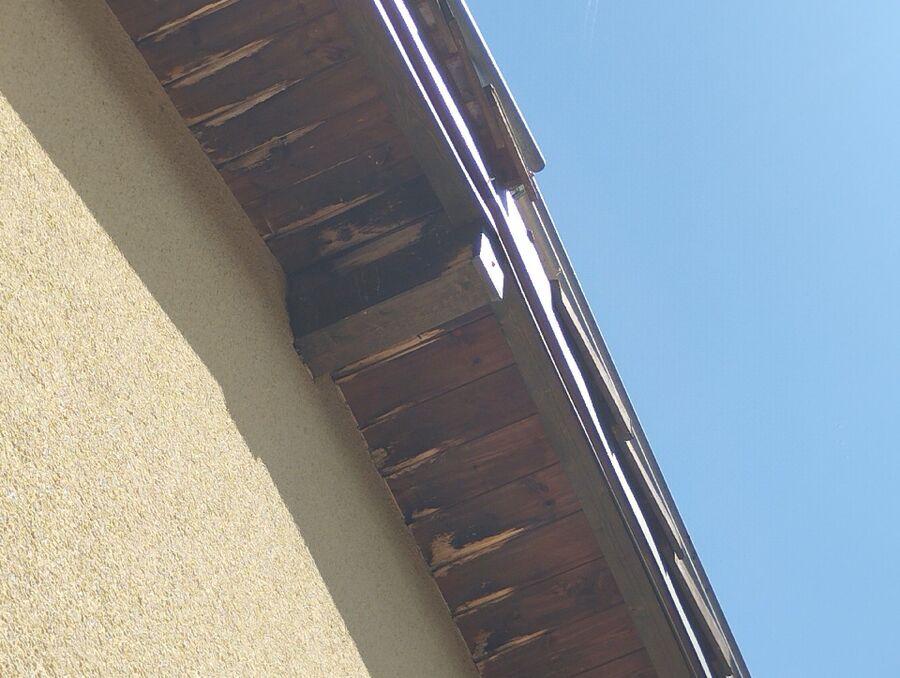 Bee nest at the house remove