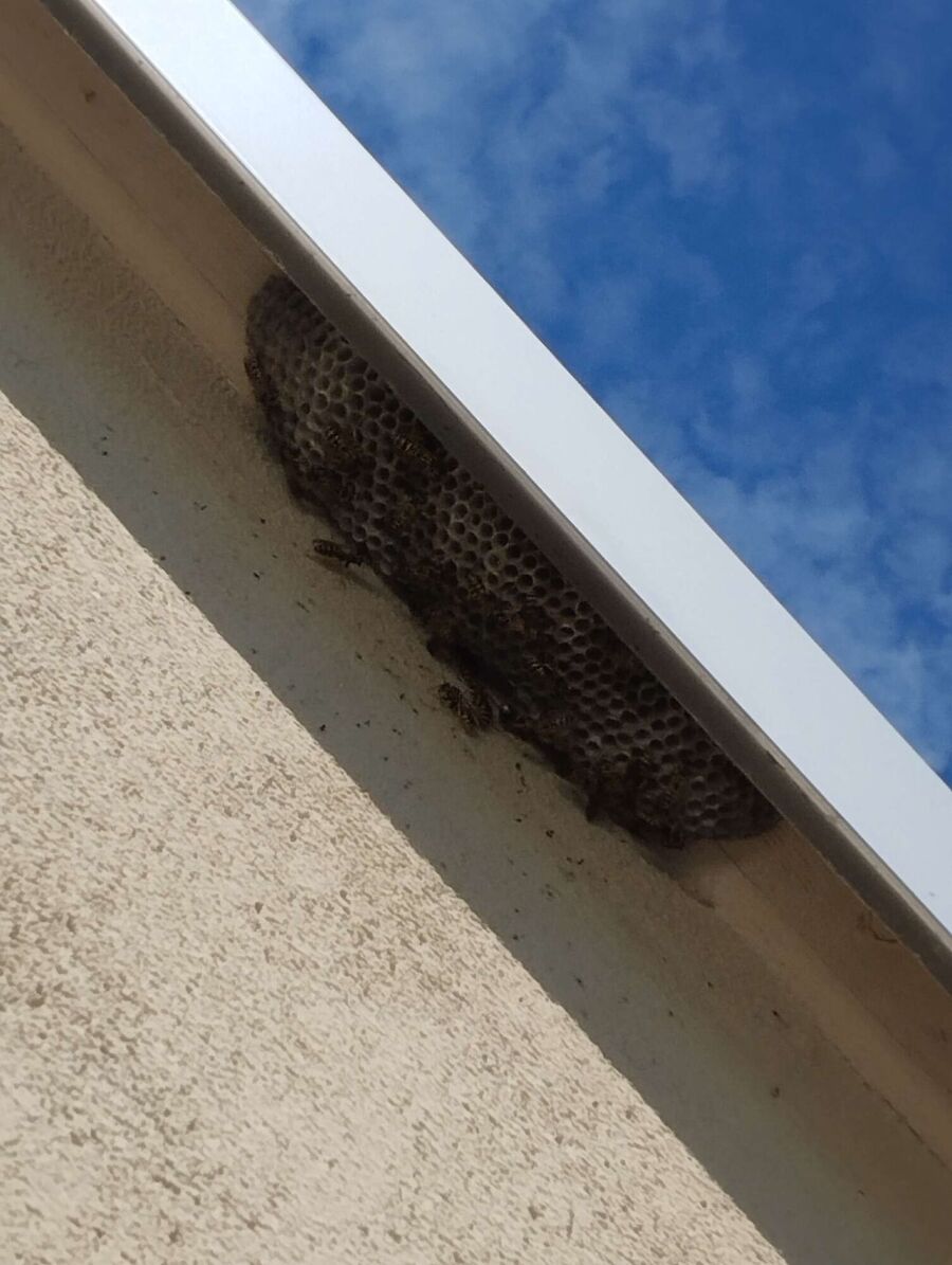 Bee nest at the house remove
