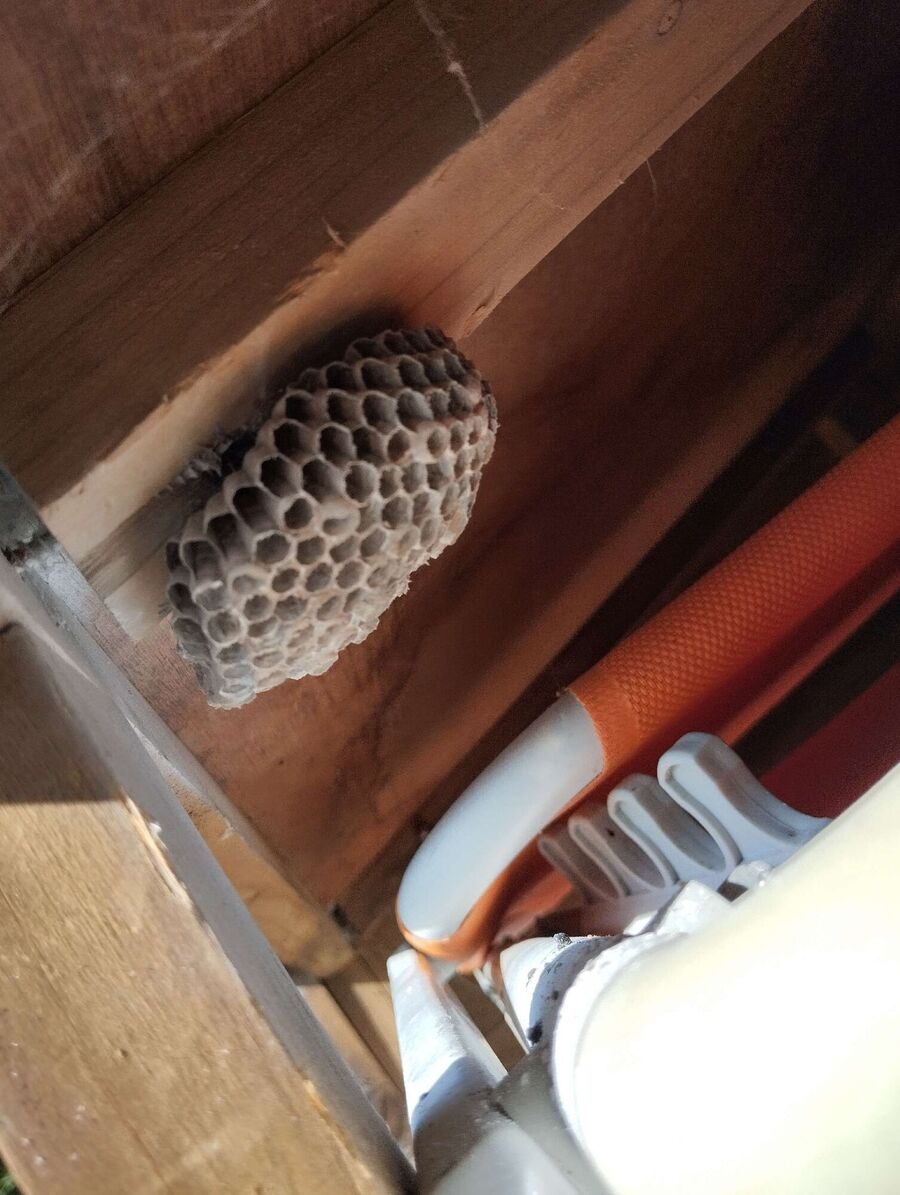 Relocate bees & remove bee nest