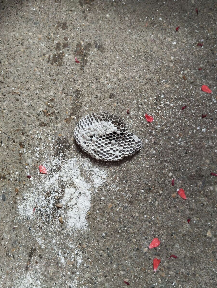 Bee nest at the house remove