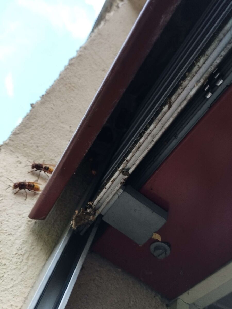 Bee nest at the house remove