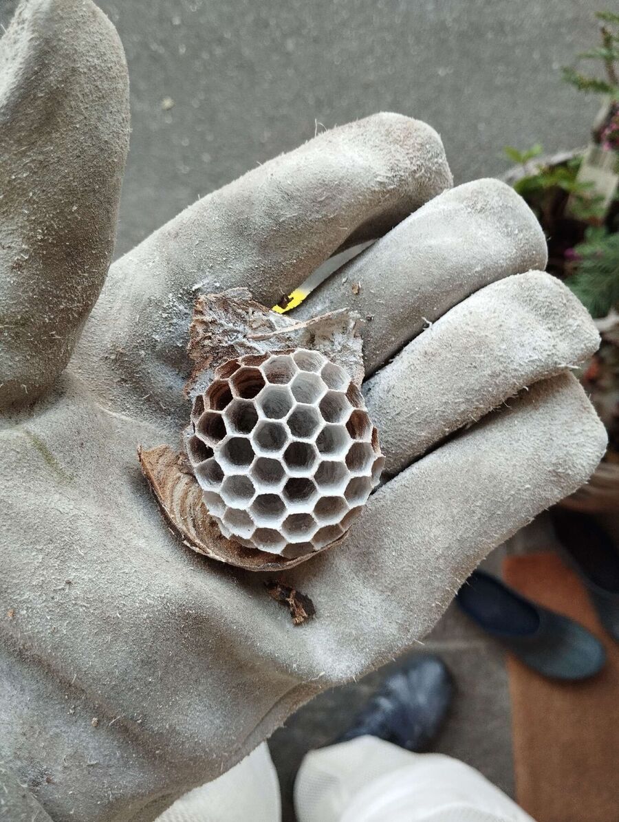 Relocate bees & remove bee nest