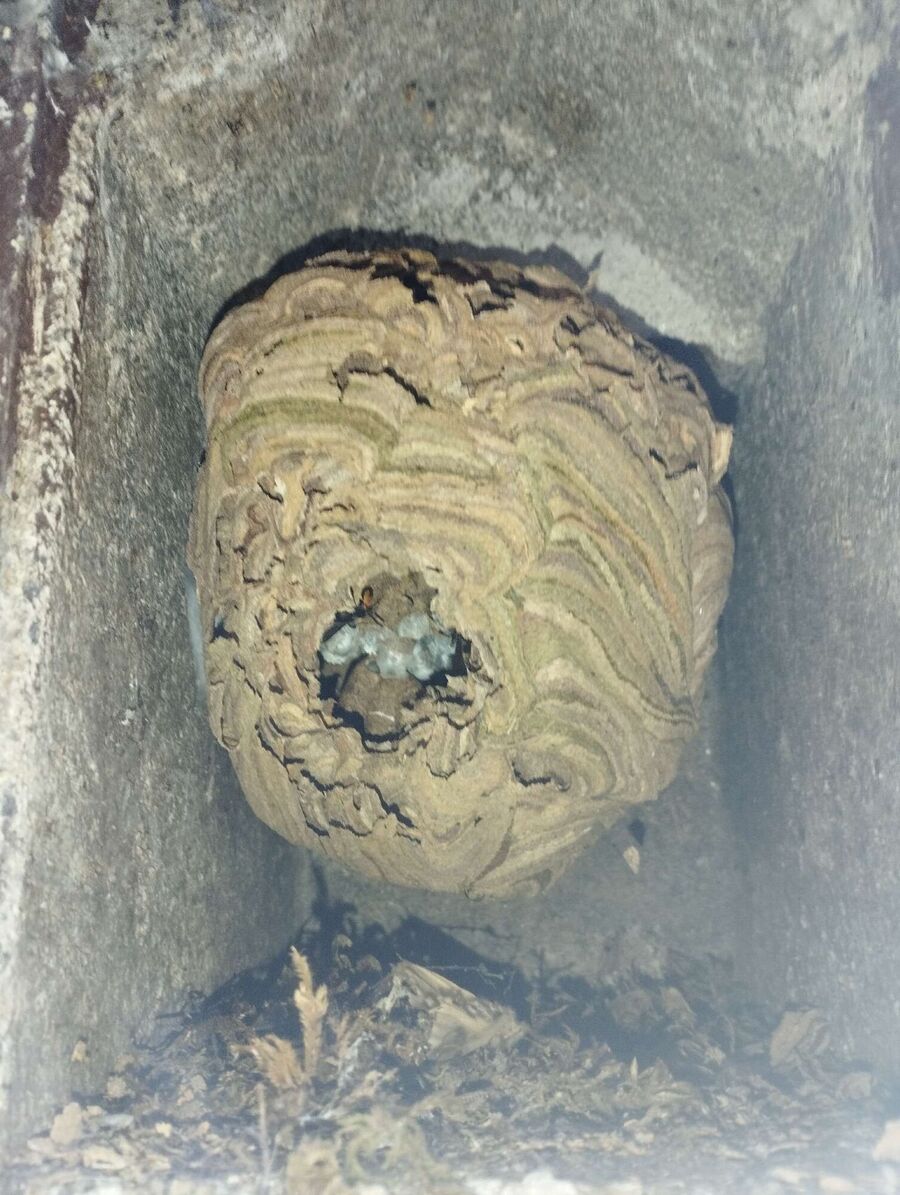Bee nest at the house remove