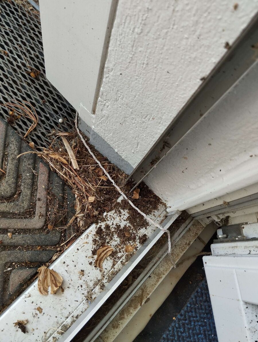 Relocate bees & remove bee nest