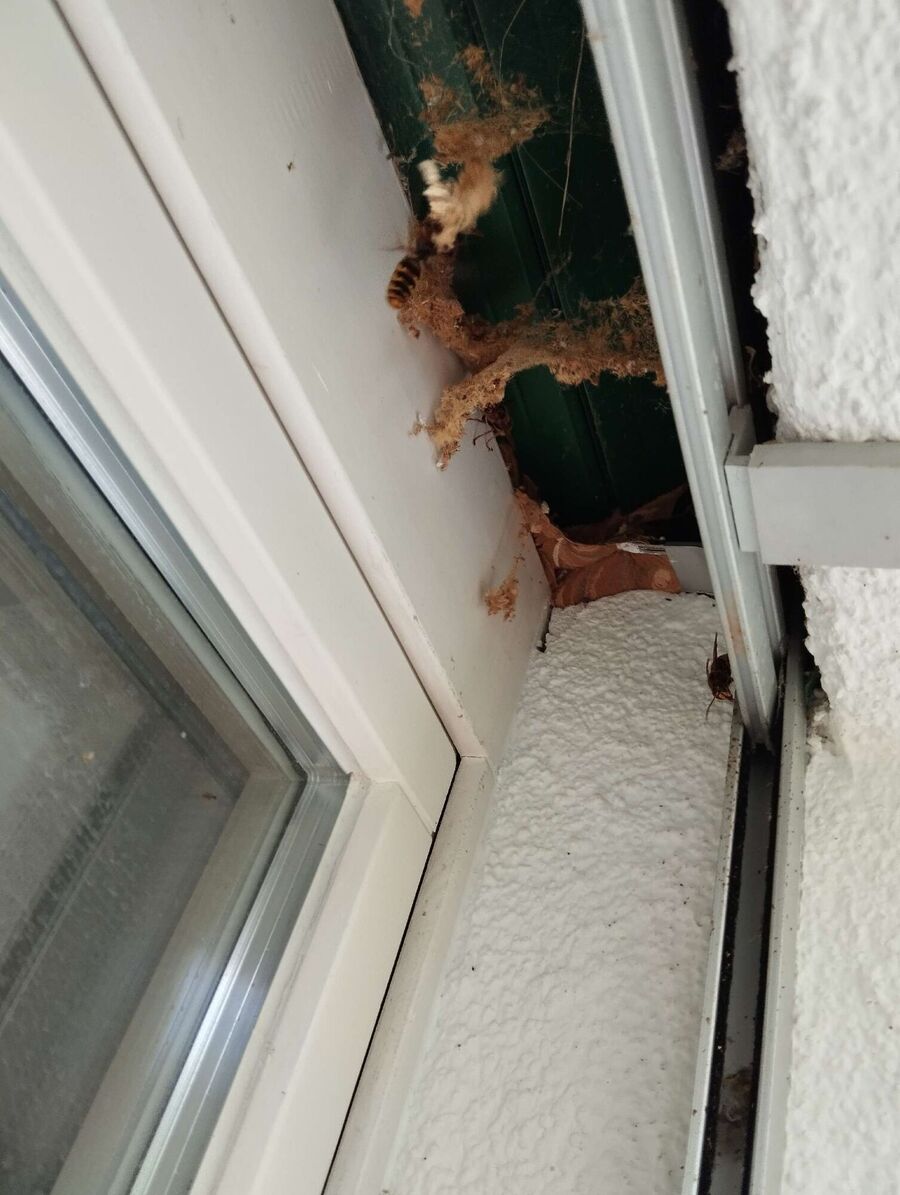 Bee nest at the house remove