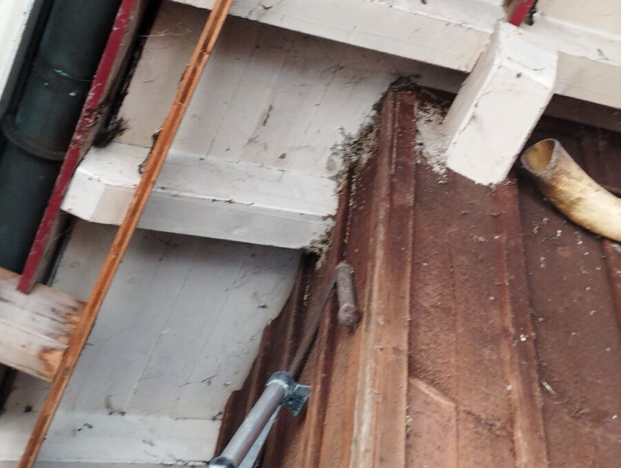 Relocate bees & remove bee nest