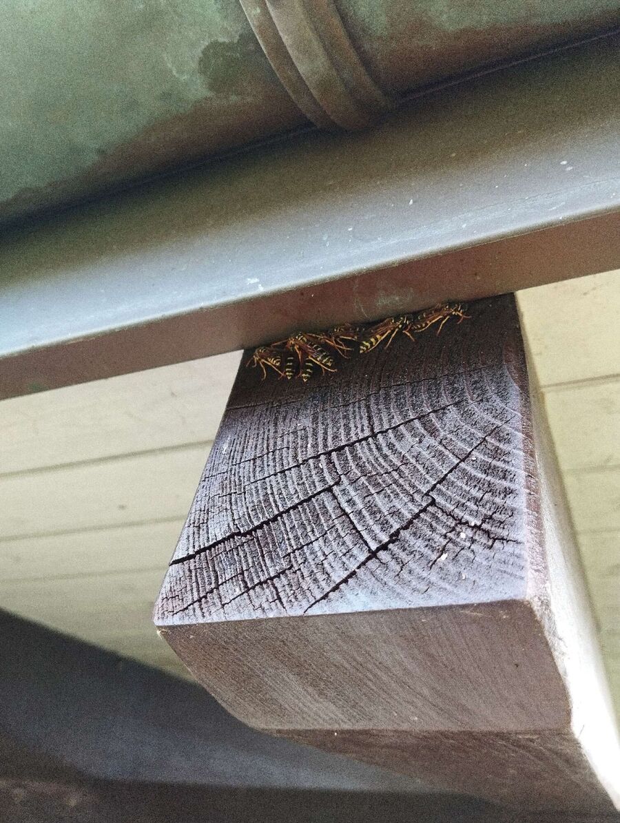 Bee nest at the house remove