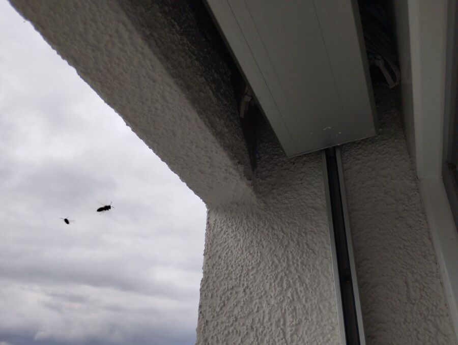 Bee nest at the house remove