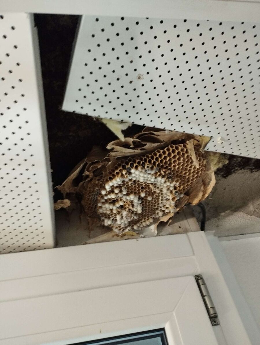 Relocate bees & remove bee nest