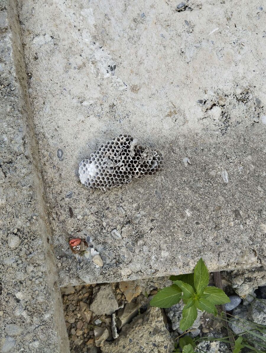 Relocate bees & remove bee nest