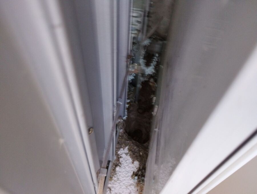 Bee nest at the house remove