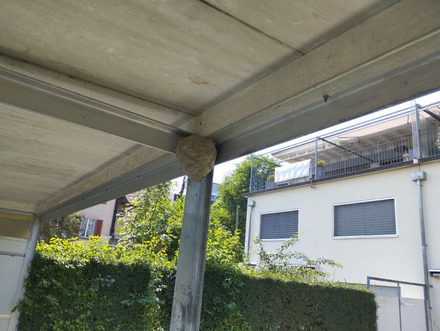 Relocate bees & remove bee nest