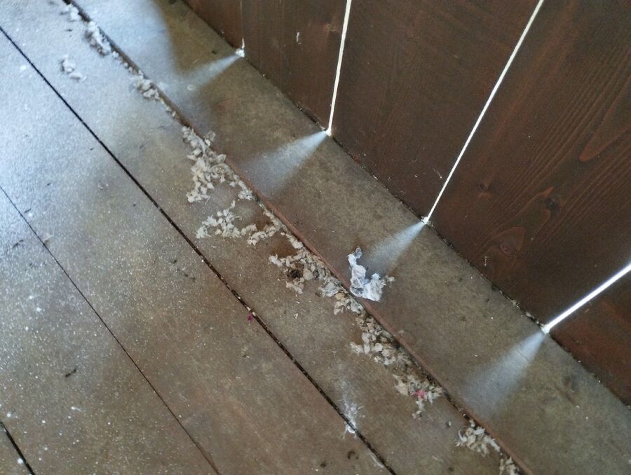 Bee nest at the house remove