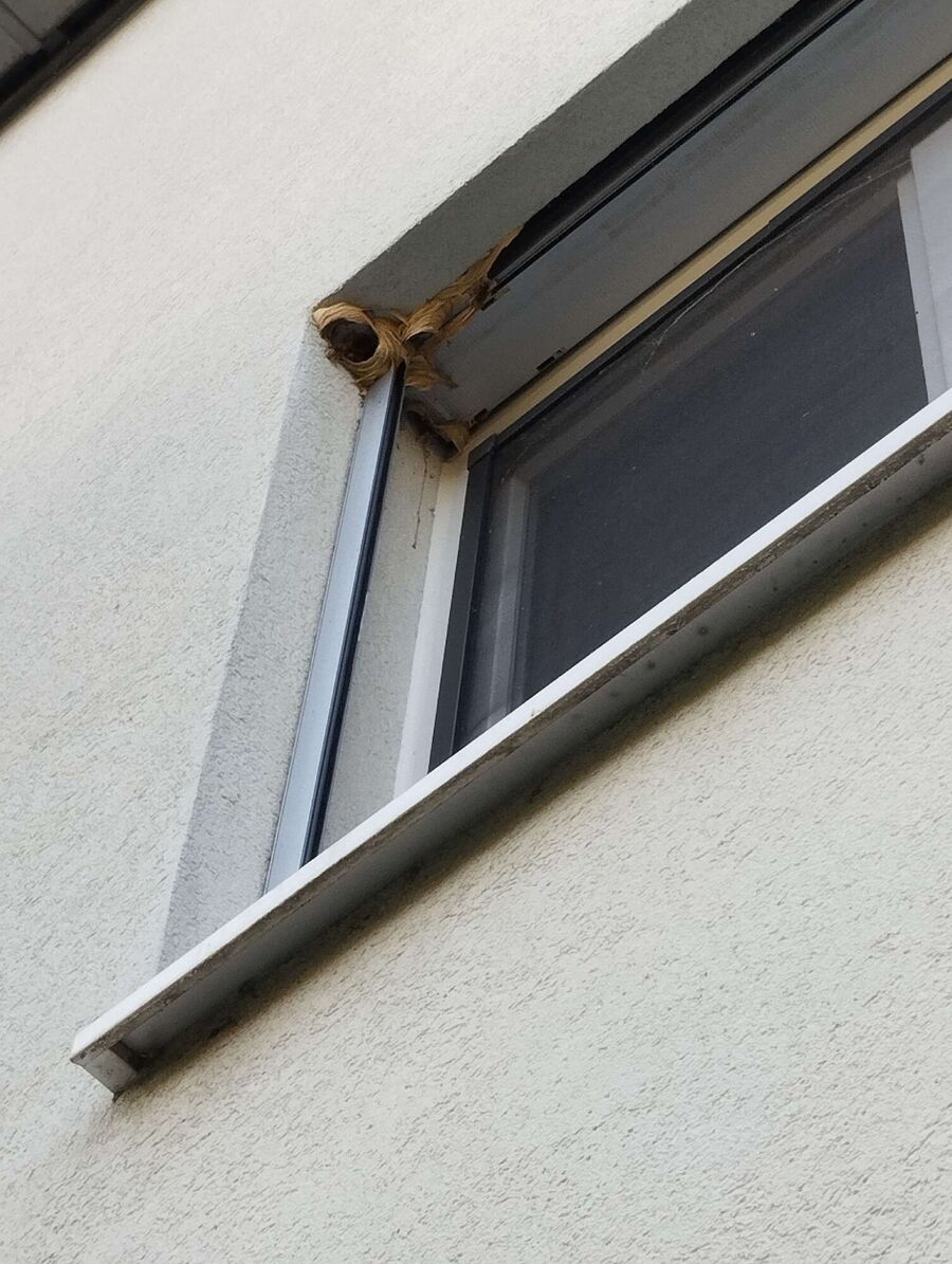 Bee nest at the house remove