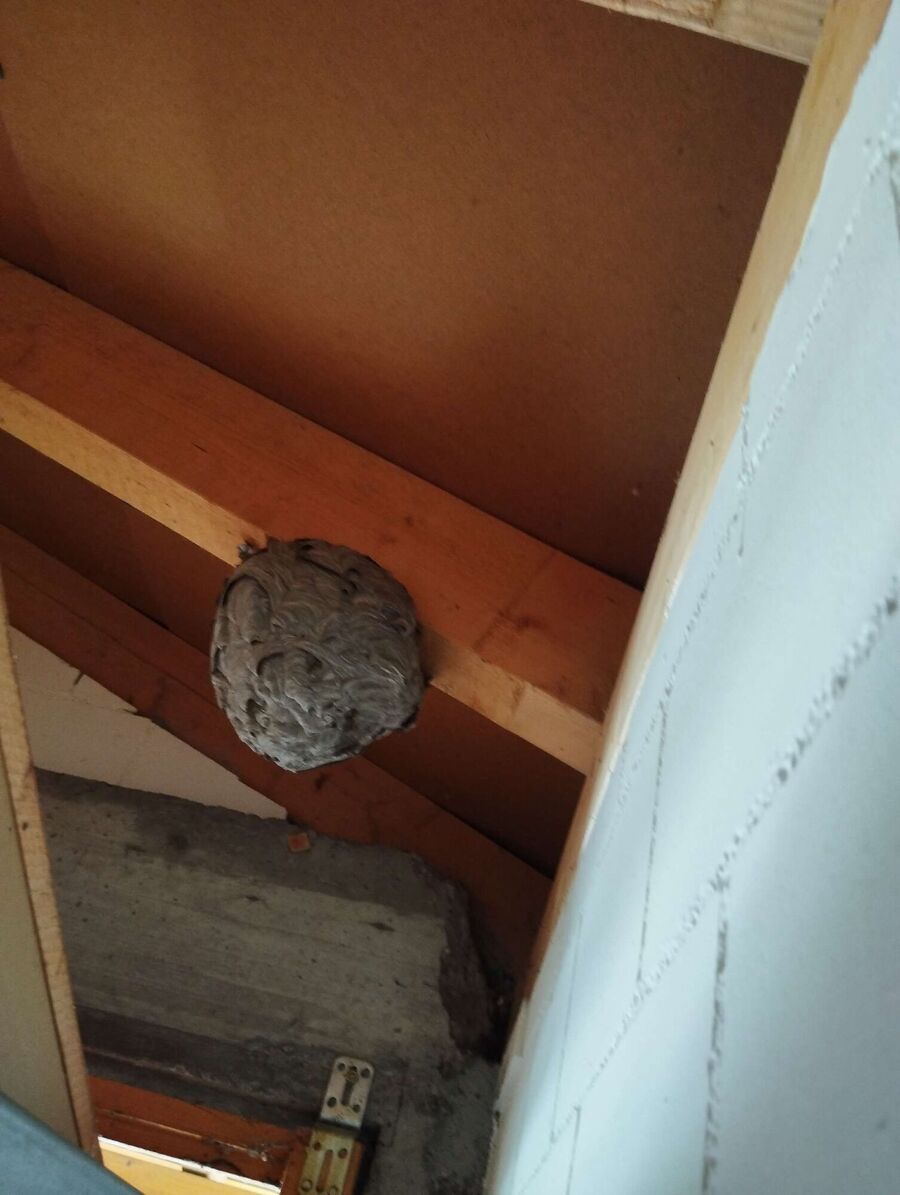 Relocate bees & remove bee nest