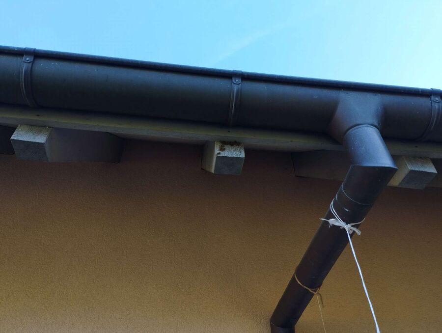 Relocate bees & remove bee nest