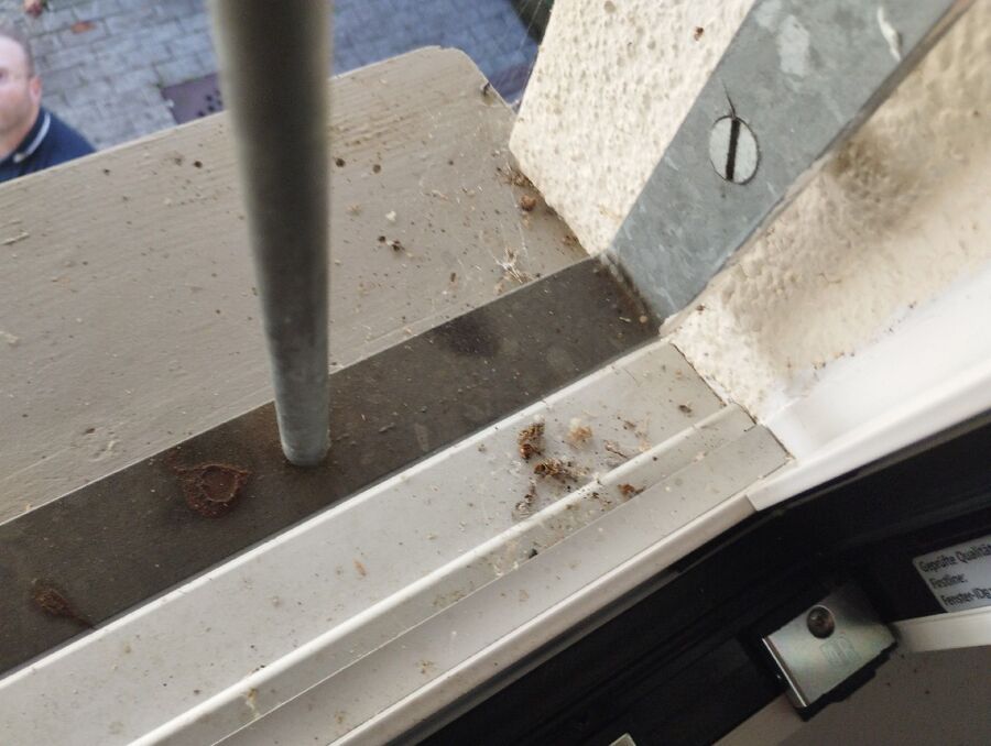 Bee nest at the house remove