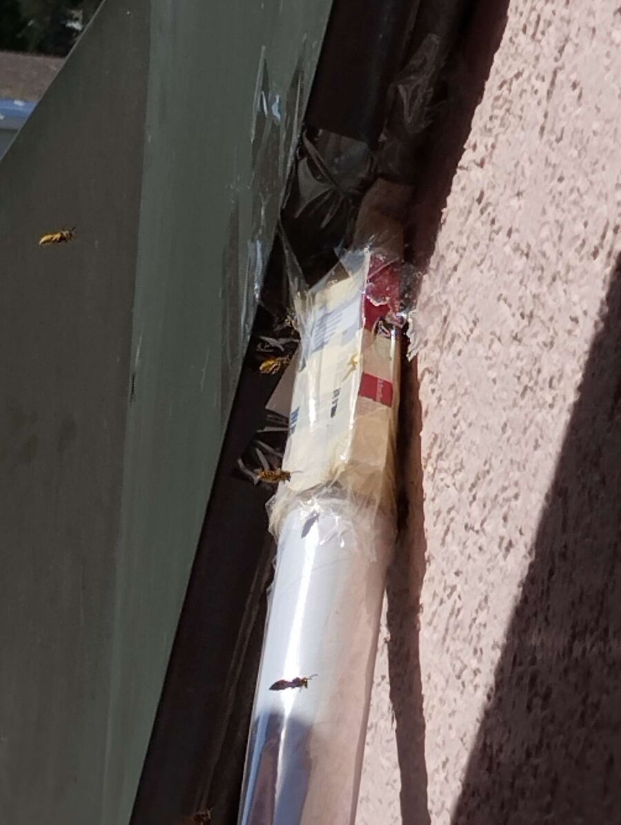 Relocate bees & remove bee nest